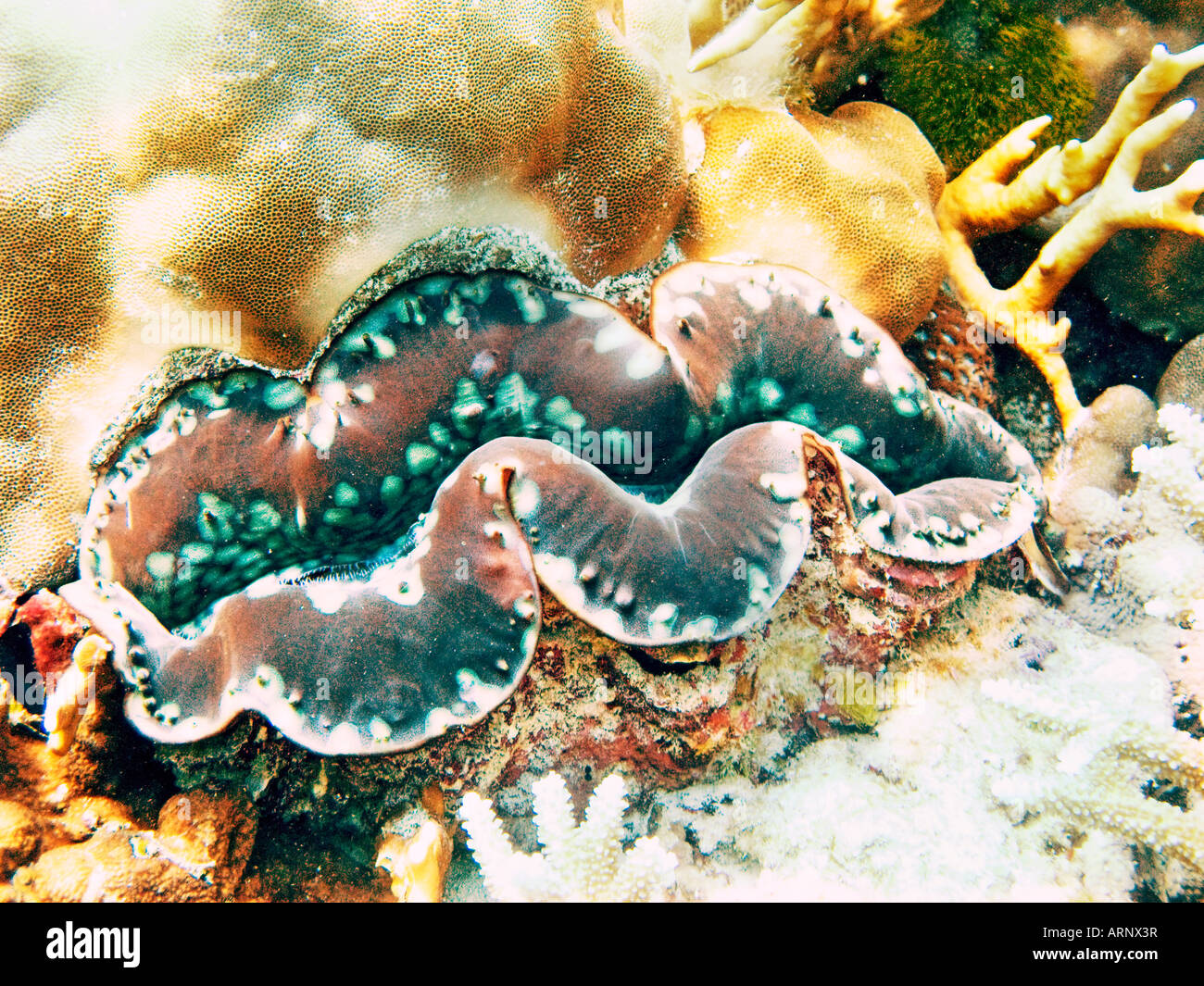 Life giant clam in coral reef January 2008, Similan islands, Andaman sea, Thailand Stock Photo