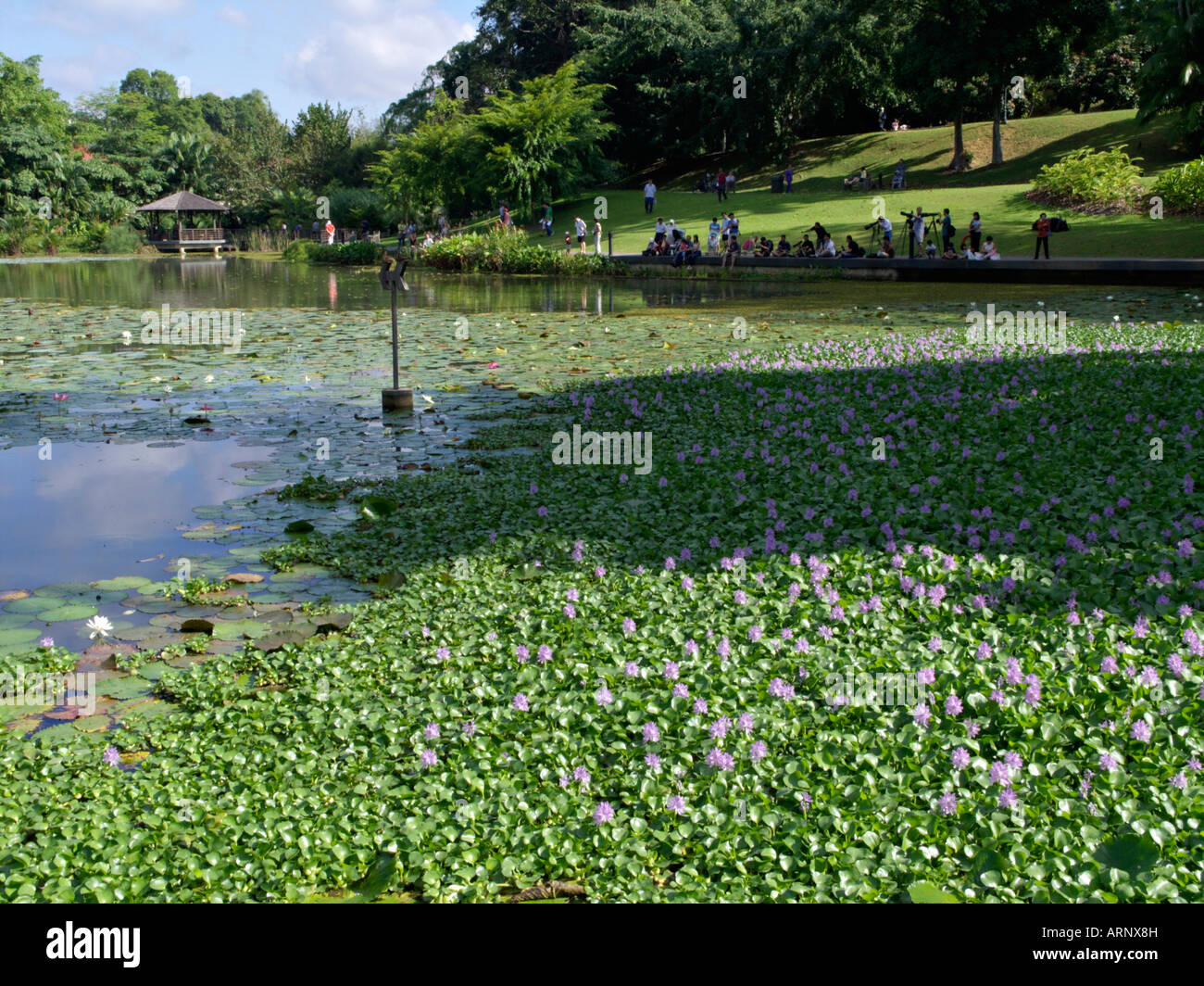 Water hyacinth (Eichhornia crassipes) on Symphony Lake, Singapore Botanic Gardens Stock Photo
