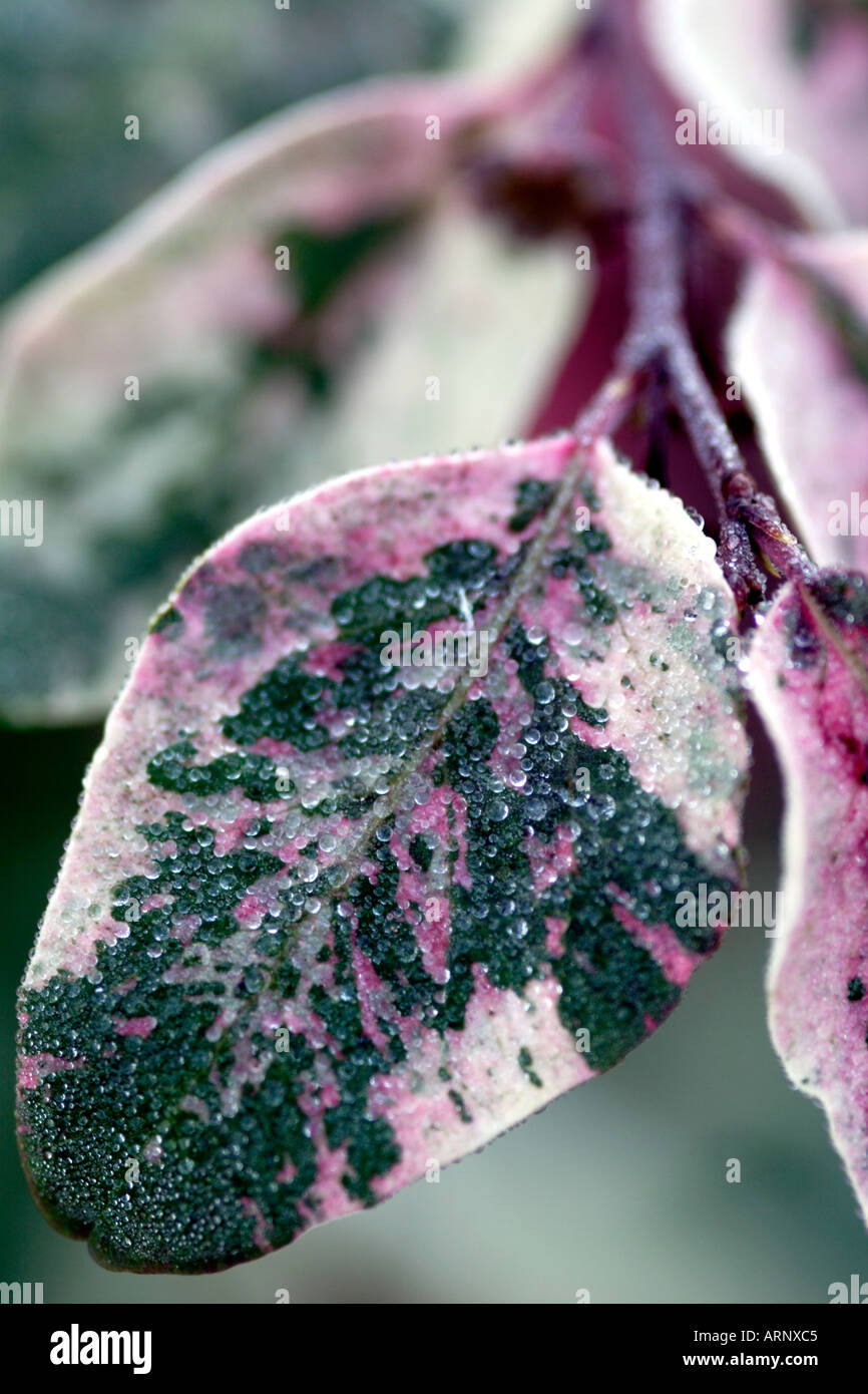 Close up of pink white variegated leaves of Breynia disticha Roseo-picta Ice cream bush Stock Photo
