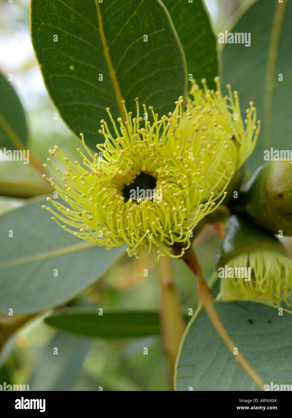 Bell-fruited gum (Eucalyptus preissiana) Stock Photo