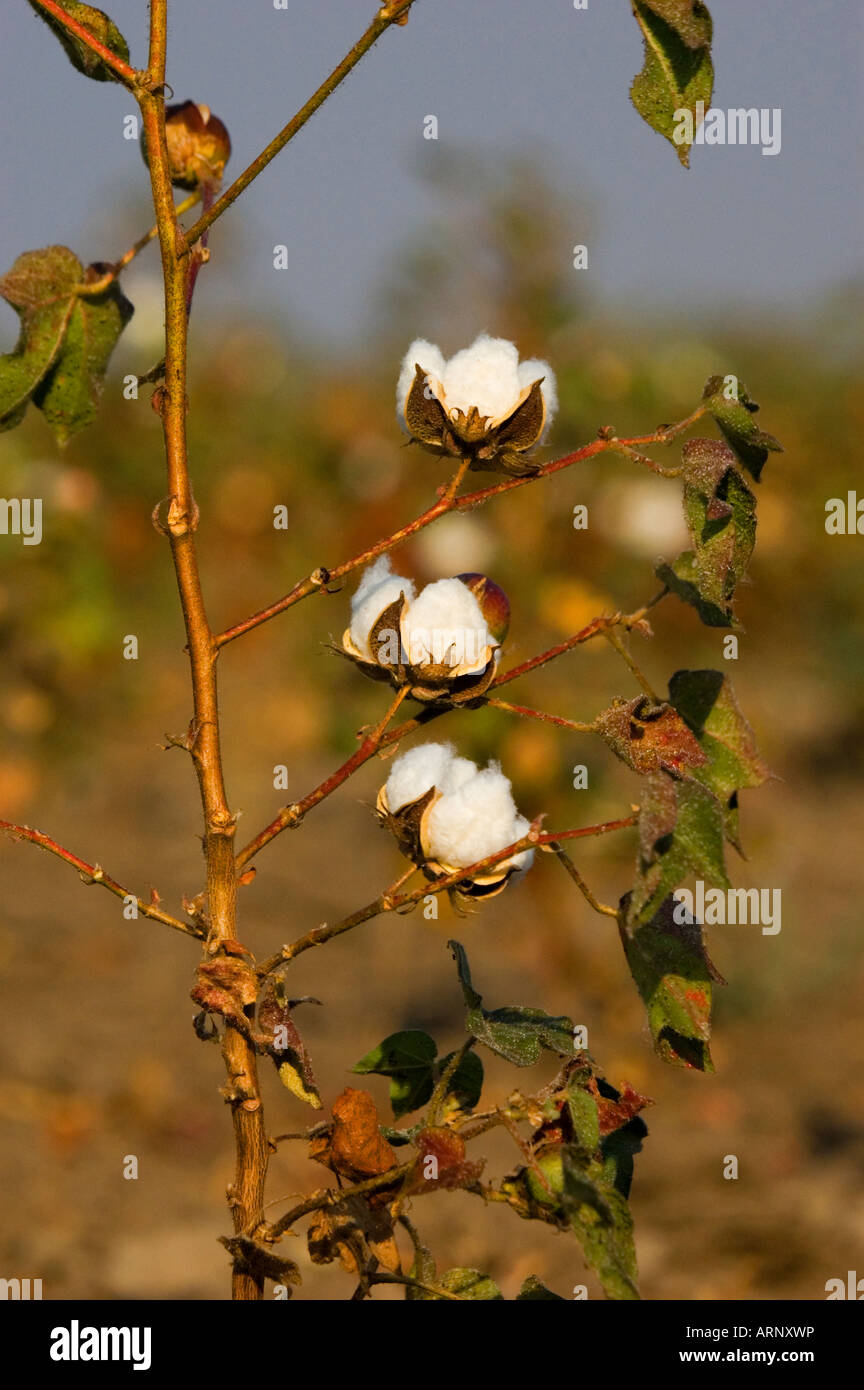 Cotton plant india not people hi-res stock photography and images - Alamy