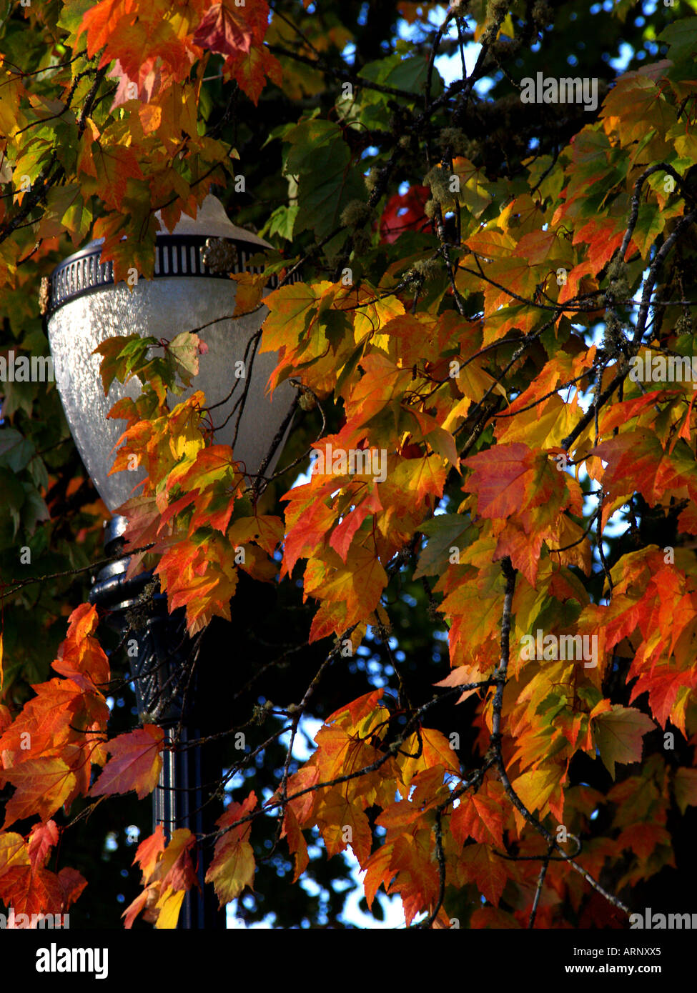 A lamp framed by some beautiful fall foliage Stock Photo - Alamy