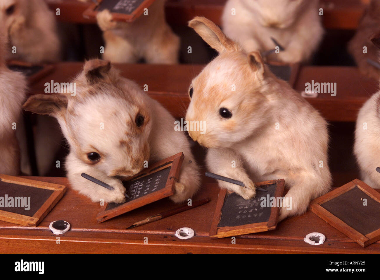 Stuffed animals in the classroom from a collection made by Victorian