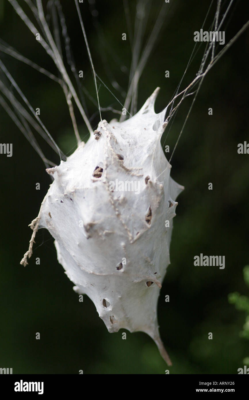 Spiders nest web hanging from tree Stock Photo Alamy