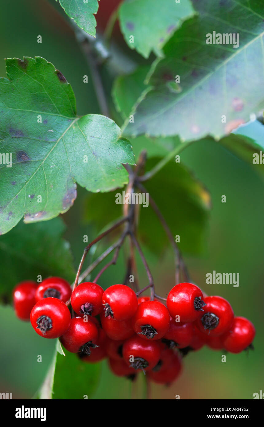 Bright red berries on English Hawthorn tree crataegus laevigata Stock Photo