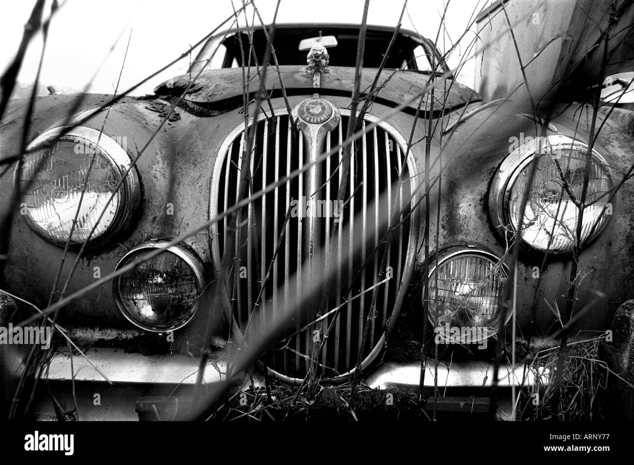 Dumped jaguar car awaits restoration in a Devon field. Stock Photo