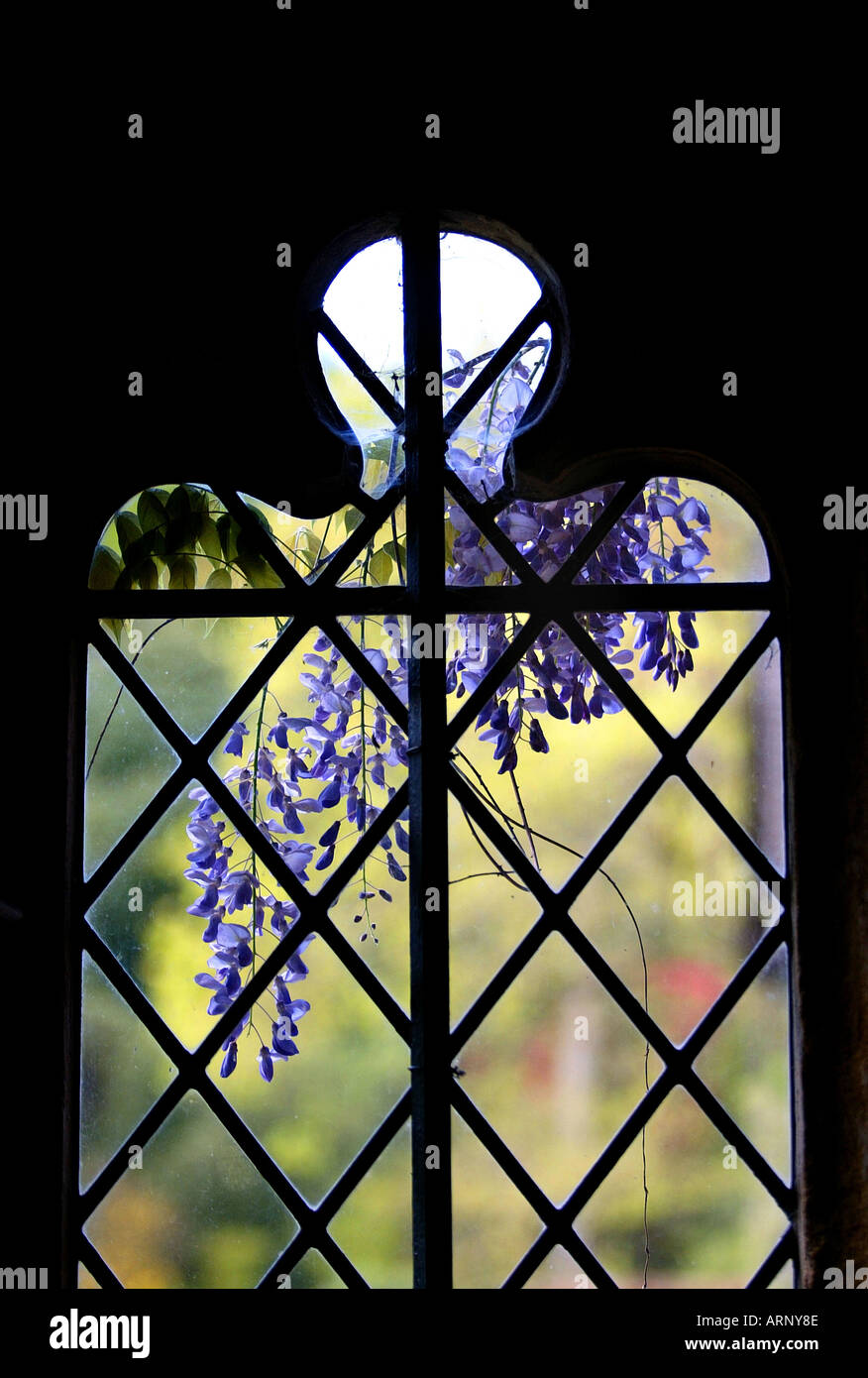 Wisteria seen through an old window Stock Photo - Alamy