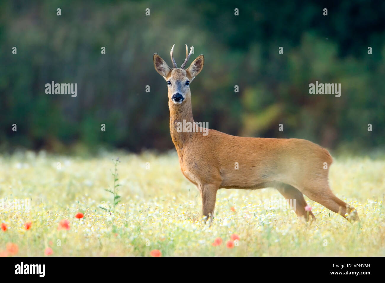 Roe Deer in a poppy field Stock Photo Alamy