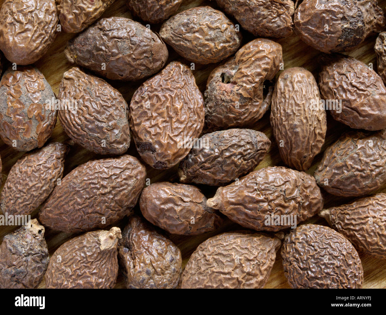 Malva nut tree (Sterculia lychnophora) Stock Photo