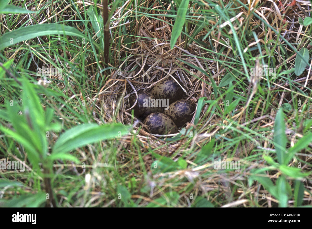 American Woodcock Nest with Eggs in Grassy Field Stock Photo 9199959