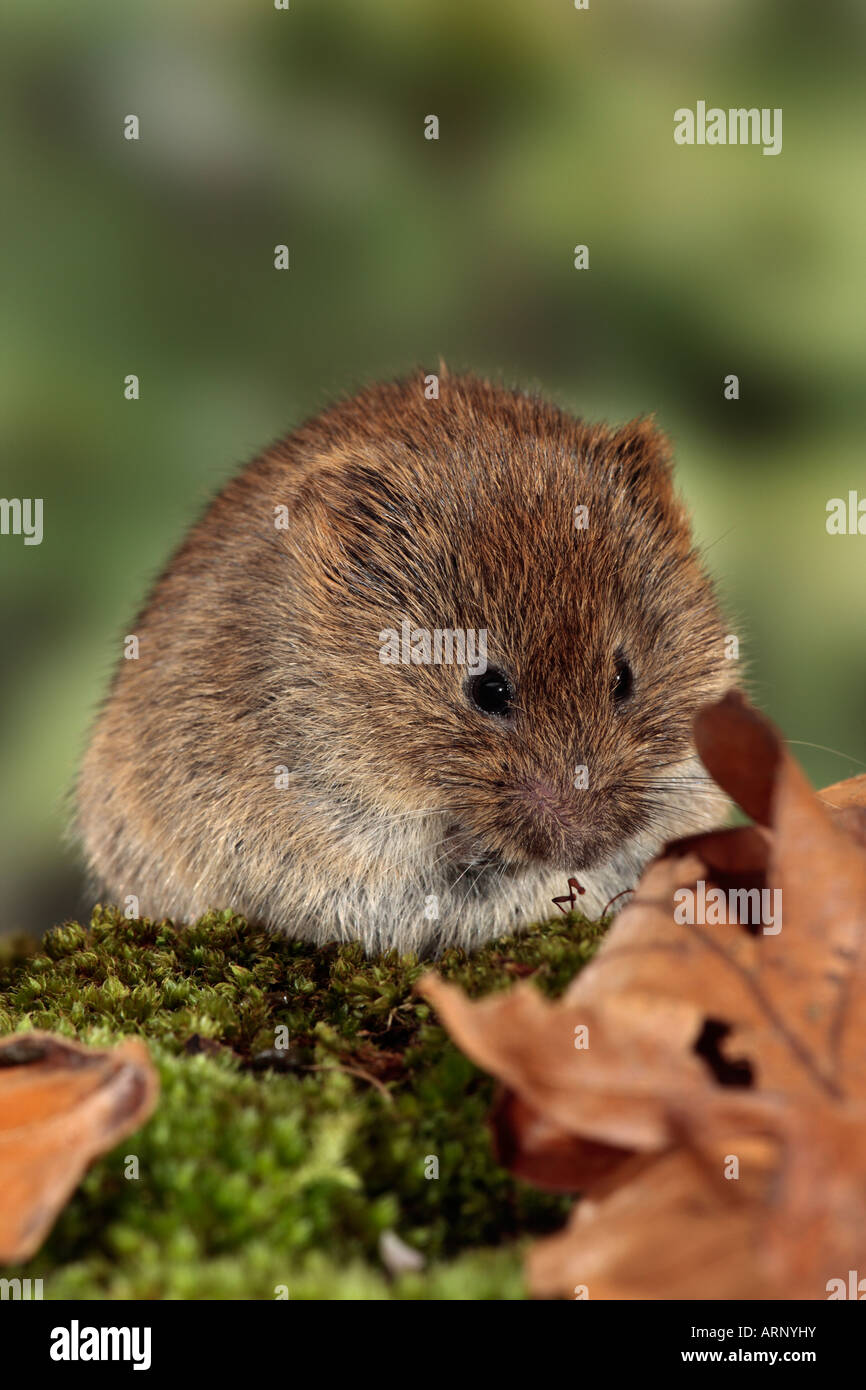 Short tailed vole Microtus agrestis close up Potton Bedfordshire Stock ...