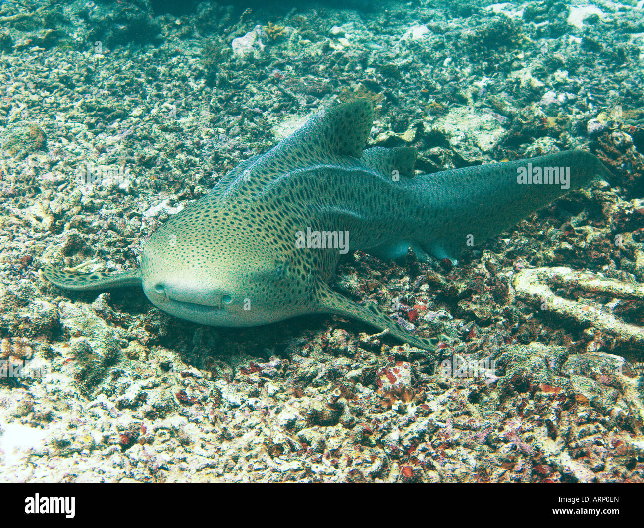 Leopard shark stegostoma fasciatum on resting on rubble January 2008 Similan islands Andaman sea Thailand Stock Photo