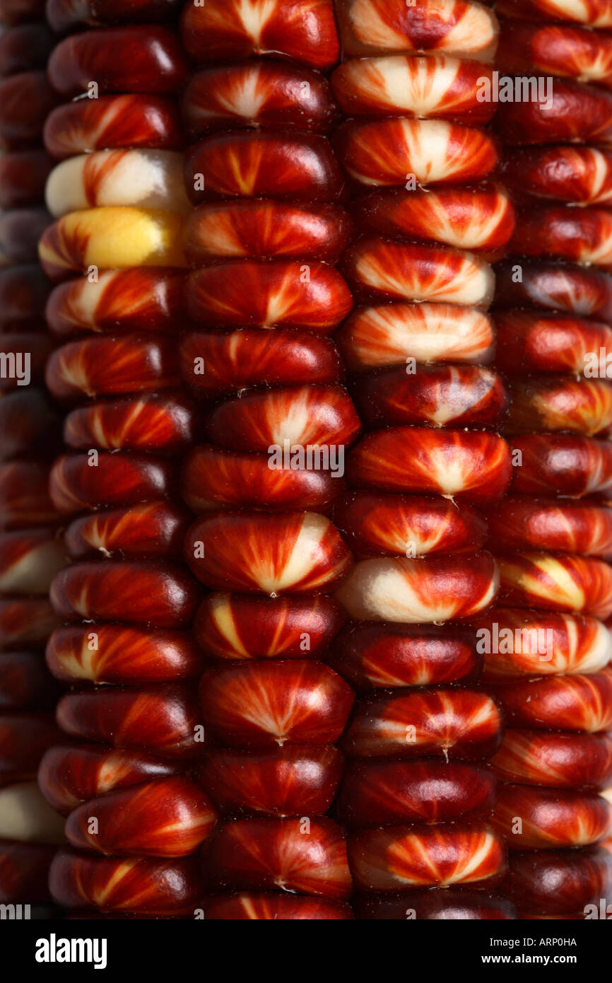 Close up of Indian Corn Kernels Stock Photo Alamy