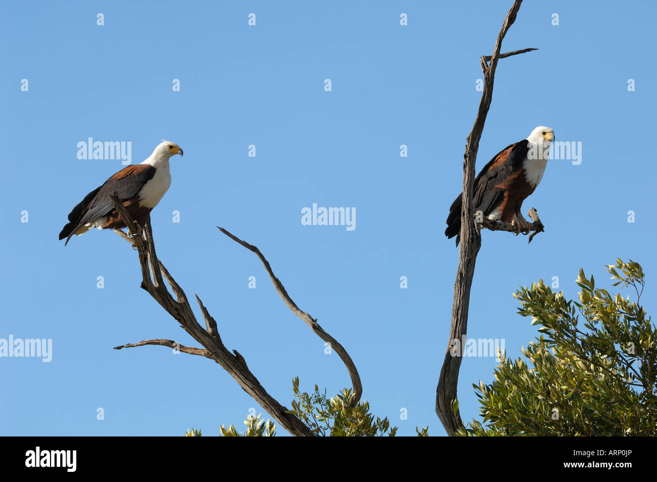 Bald eagles,a pair of bald eagles in a tree,Masai Mara,Kenya Stock Photo