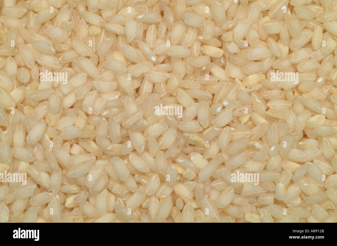 Italian Risotto rice grain grains Stock Photo Alamy
