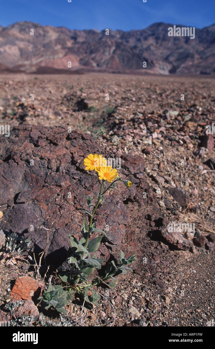 Photos Of Death Valley High Resolution Stock Photography and Images - Alamy