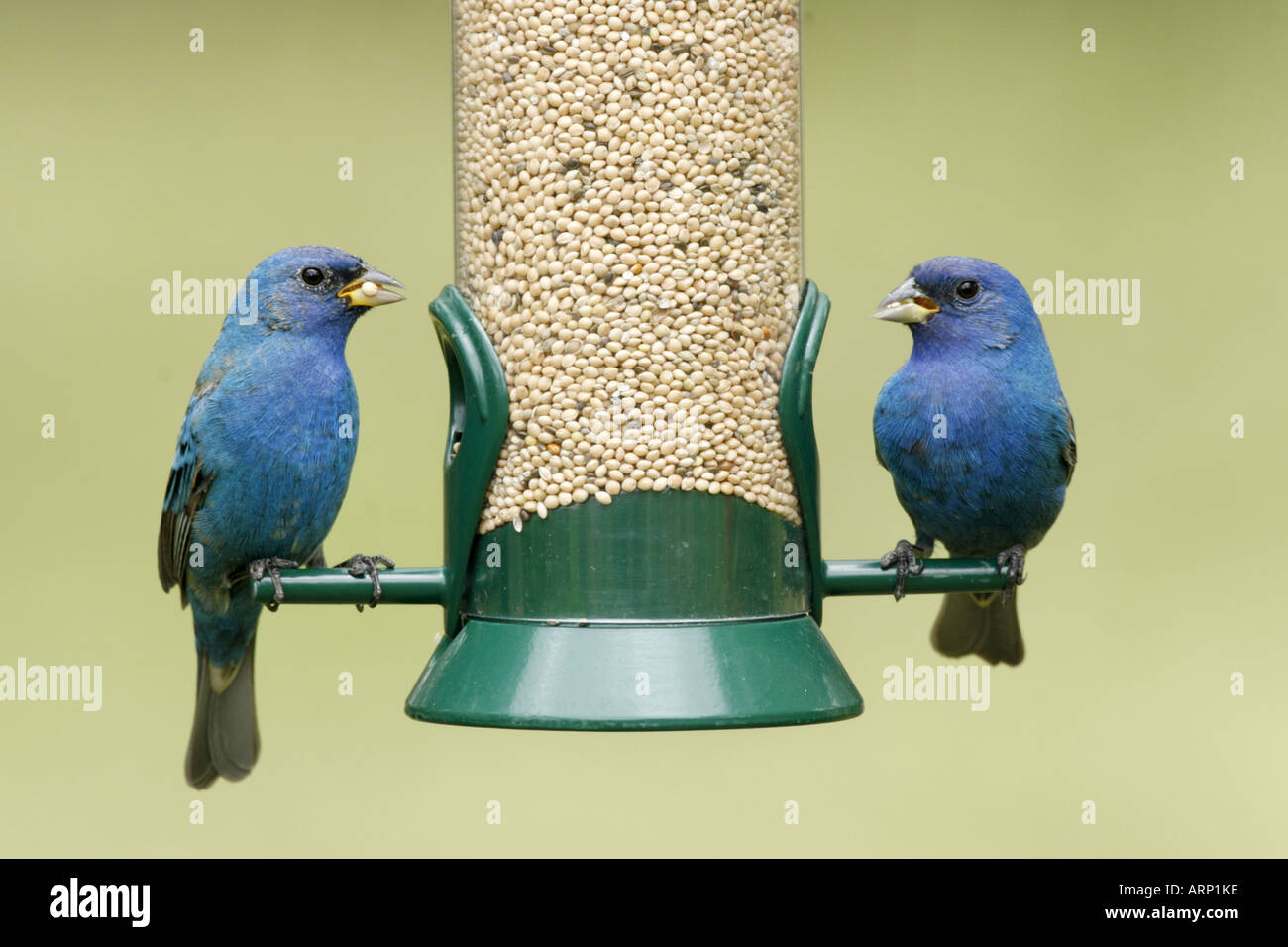Indigo Buntings On Feeder With Millet Seed Stock Photo 9200381