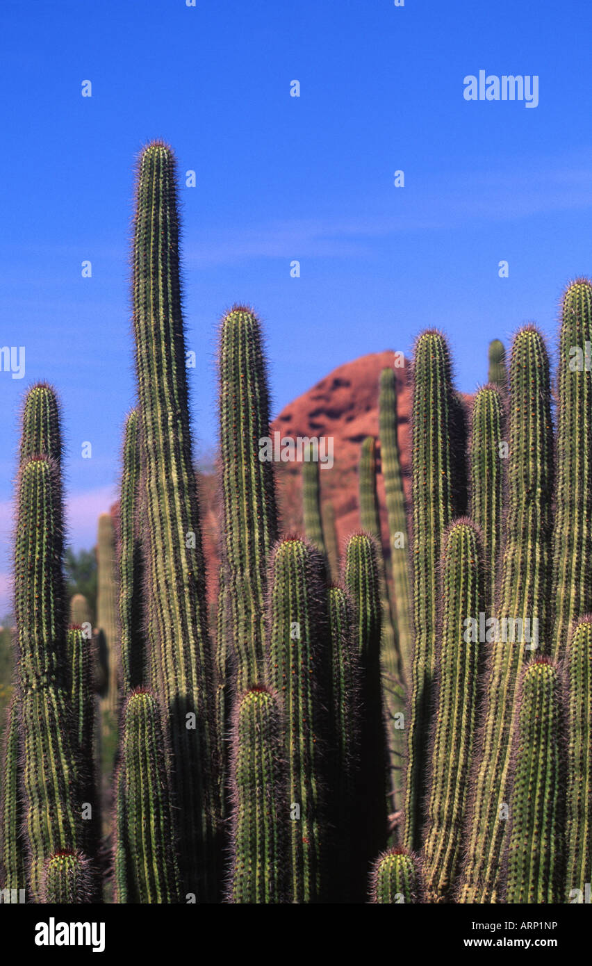 USA , Arizona, near Phoenix, organ pipe cactus Stock Photo Alamy