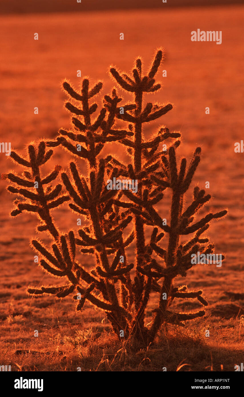 USA , Arizona,  (Cylindropuntia spinosior) Common Name, Cane Cholla, Spiny Cholla  at sunset Stock Photo