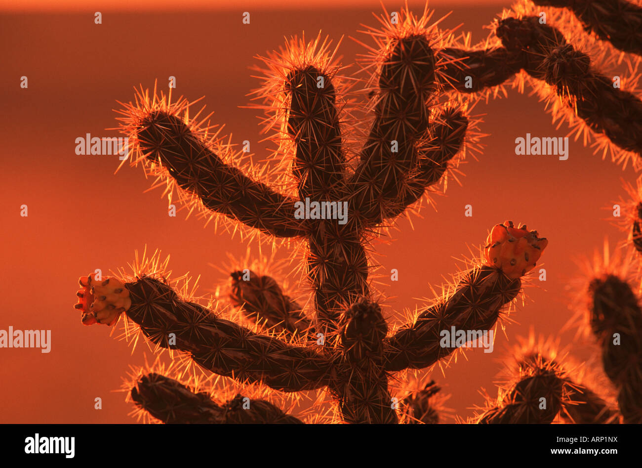 USA , Arizona,  (Cylindropuntia spinosior) Common Name, Cane Cholla, Spiny Cholla  at sunset Stock Photo