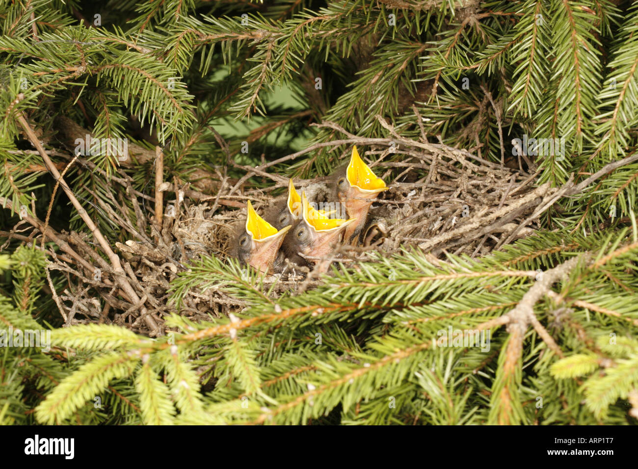 Baby mockingbird hires stock photography and images Alamy