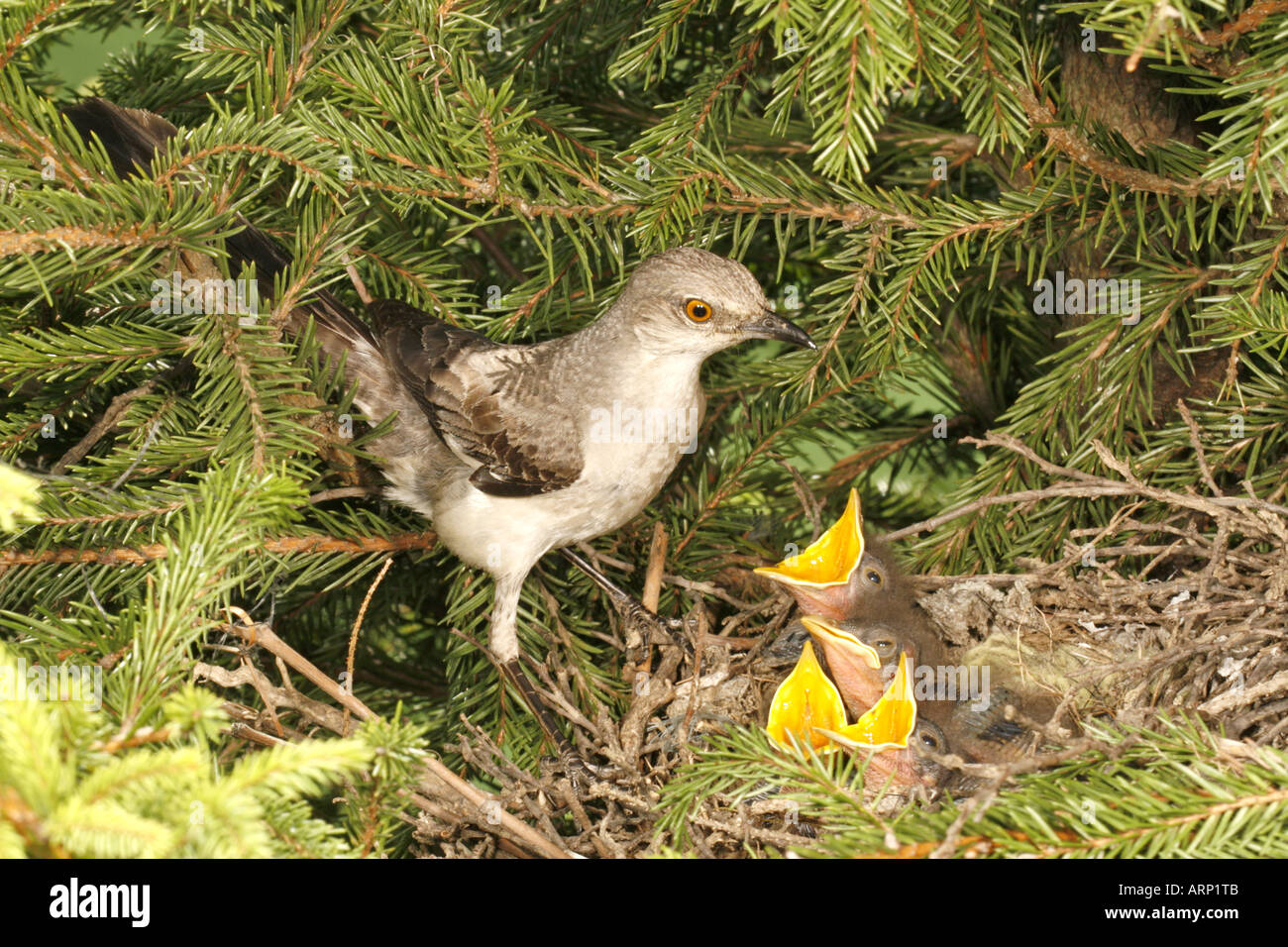Northern Mockingbird Feeding Nestlings in Spruce Tree Stock Photo Alamy