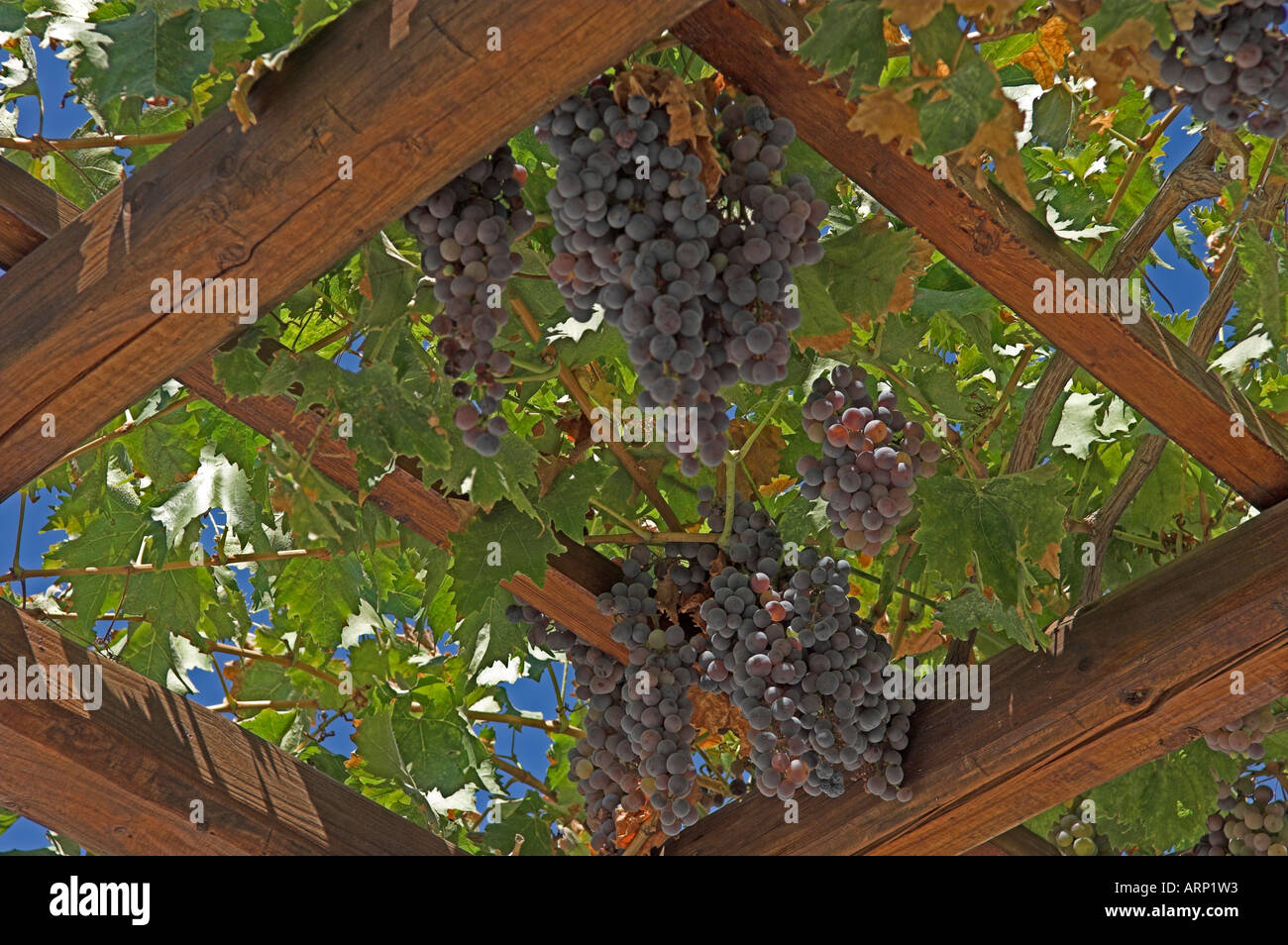 Mature grapes ready for harvest hanging on vine in verandah Paros Island Greece Stock Photo