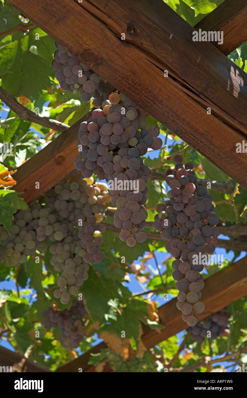 Mature grapes ready for harvest hanging on vine in verandah Paros Island Greece Stock Photo
