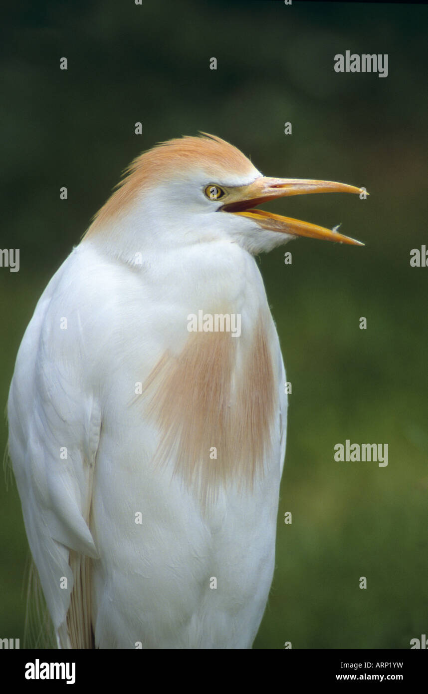 cattle egret Bubulcus ibis portrait Stock Photo - Alamy