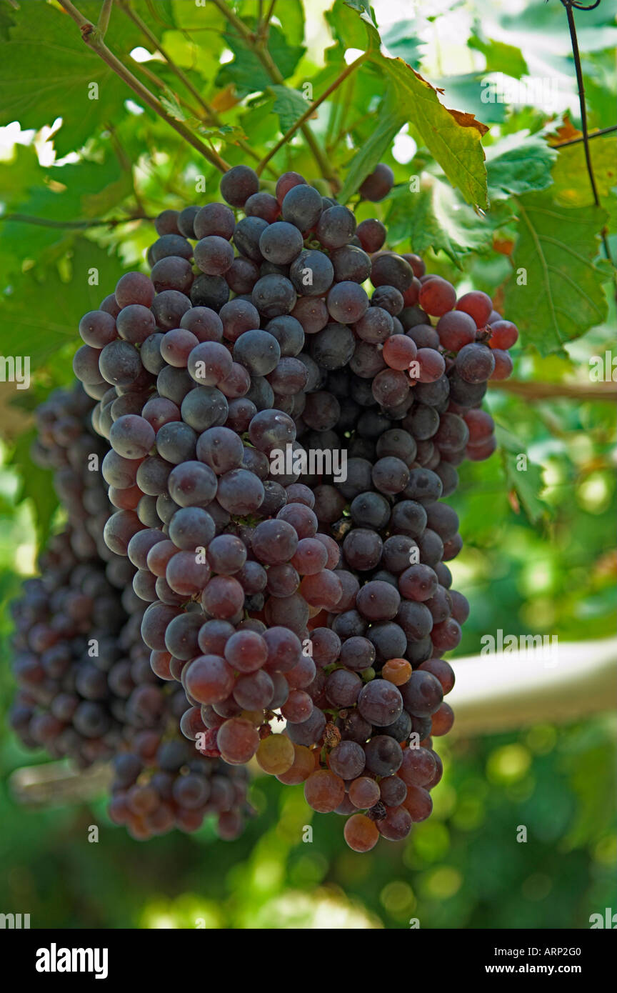Mature grapes ready for harvest hanging on vine Paros Island Greece Stock Photo