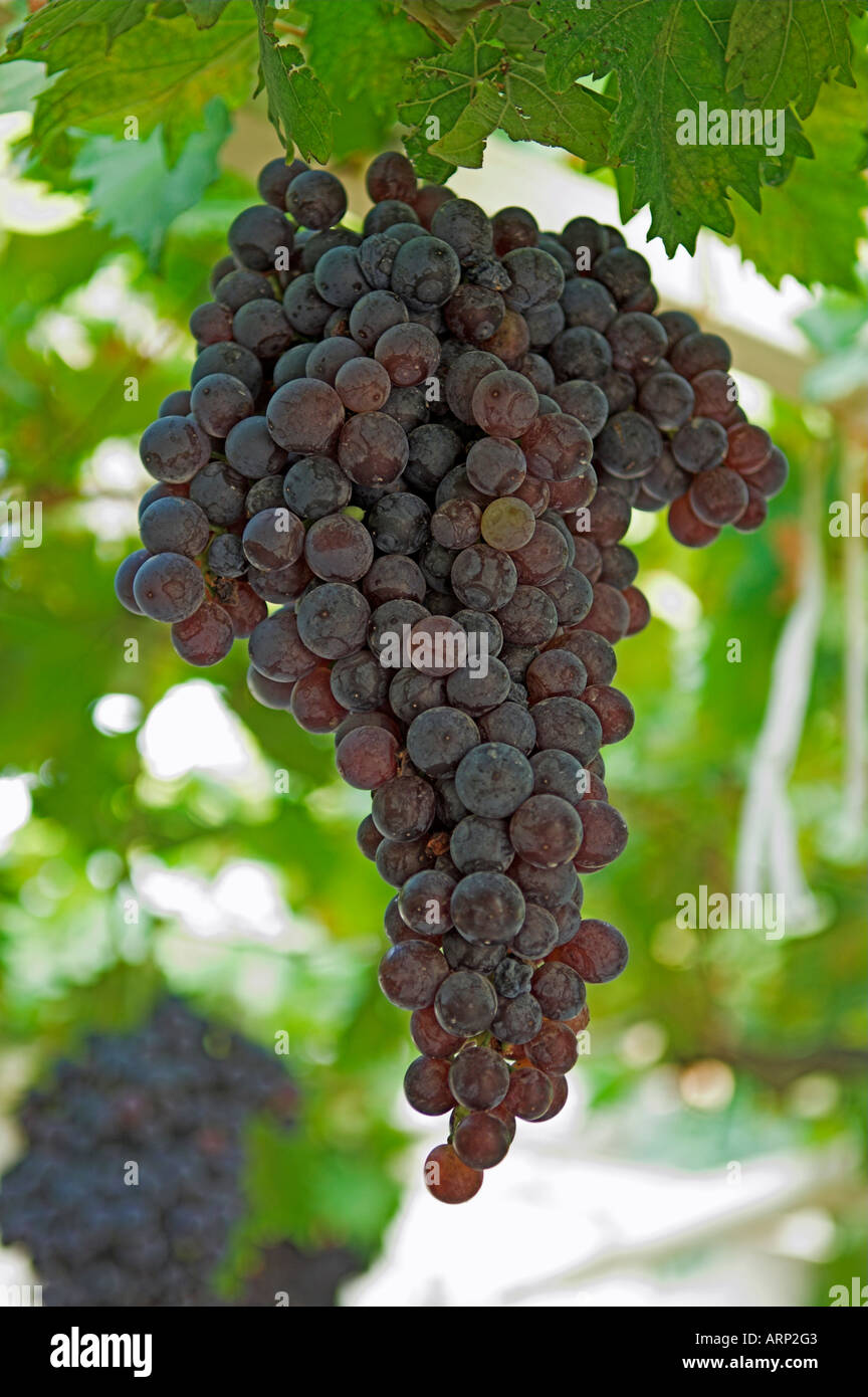 Mature grapes ready for harvest hanging on vine Paros Island Greece Stock Photo