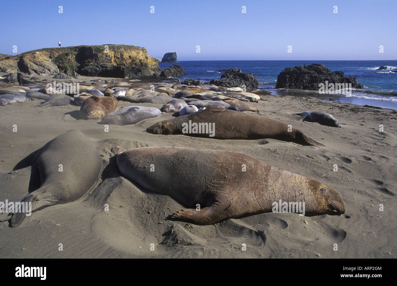 Elephant seals on beach, San Simeon, California, USA Stock Photo Alamy