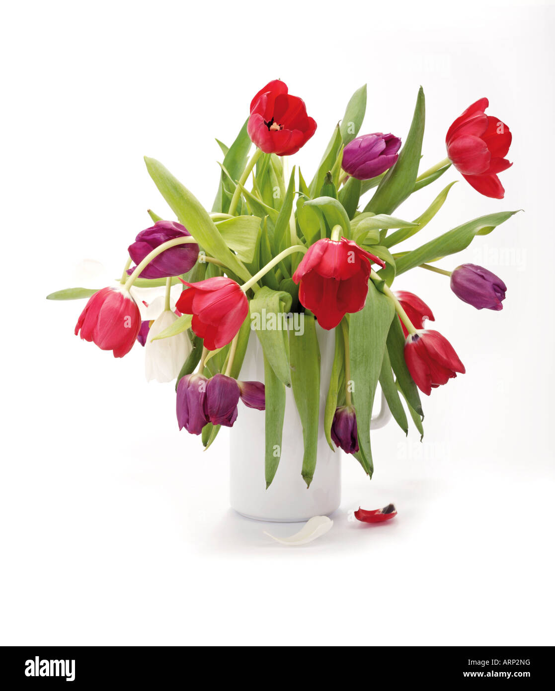 tulips in white vase Stock Photo - Alamy