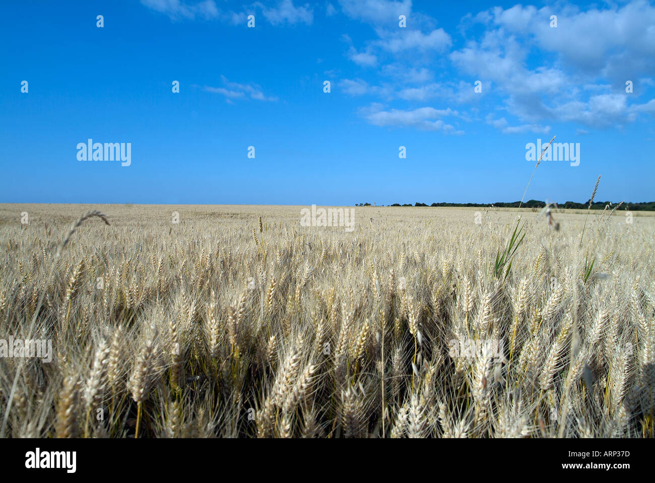 Field of barley fodder in Normandy Stock Photo Alamy