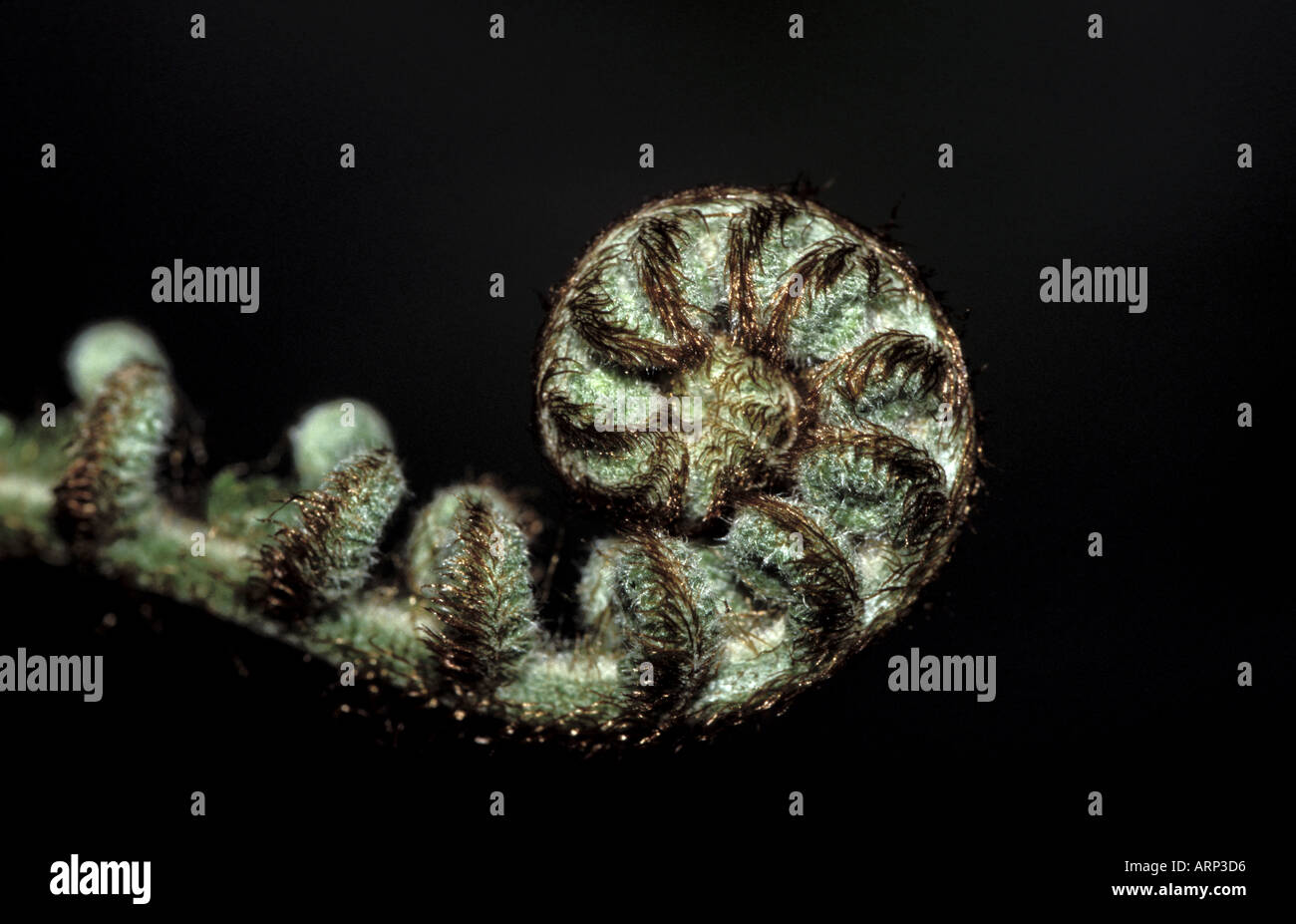 Tree fern new growth hi-res stock photography and images - Alamy