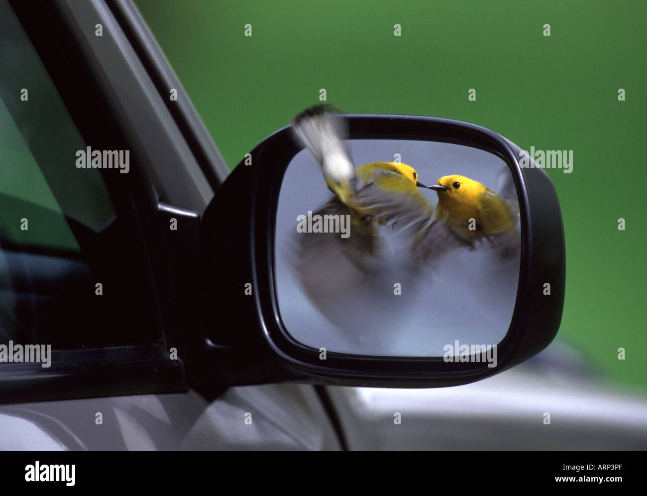 Chipping Sparrow (Attacking Its Own Reflection in a Car Mirror