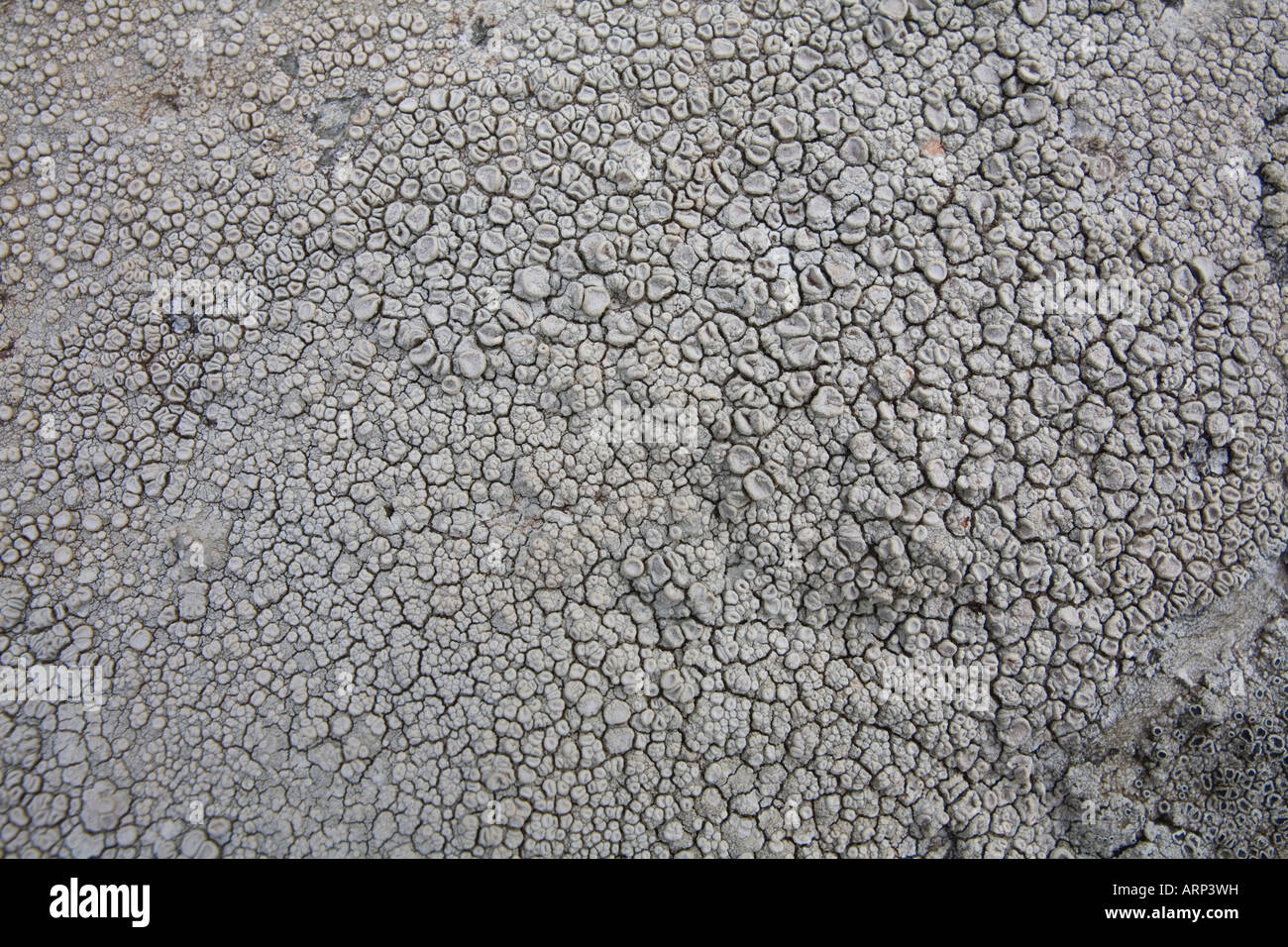 crab s eye lichen Ochrolechia parella Stock Photo Alamy
