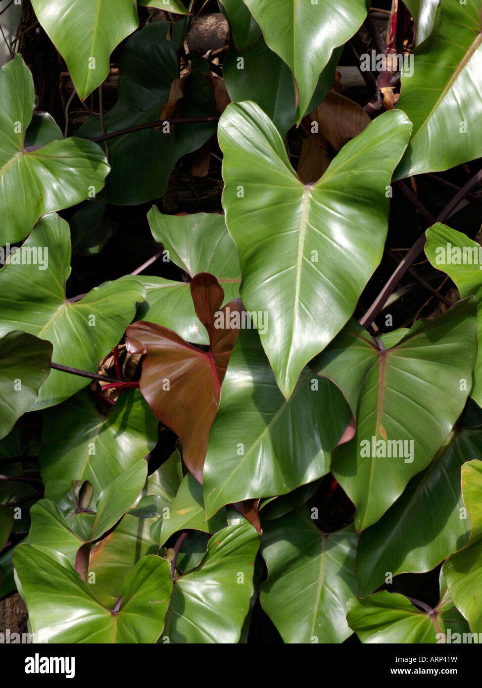 philodendron-stock-photo-alamy