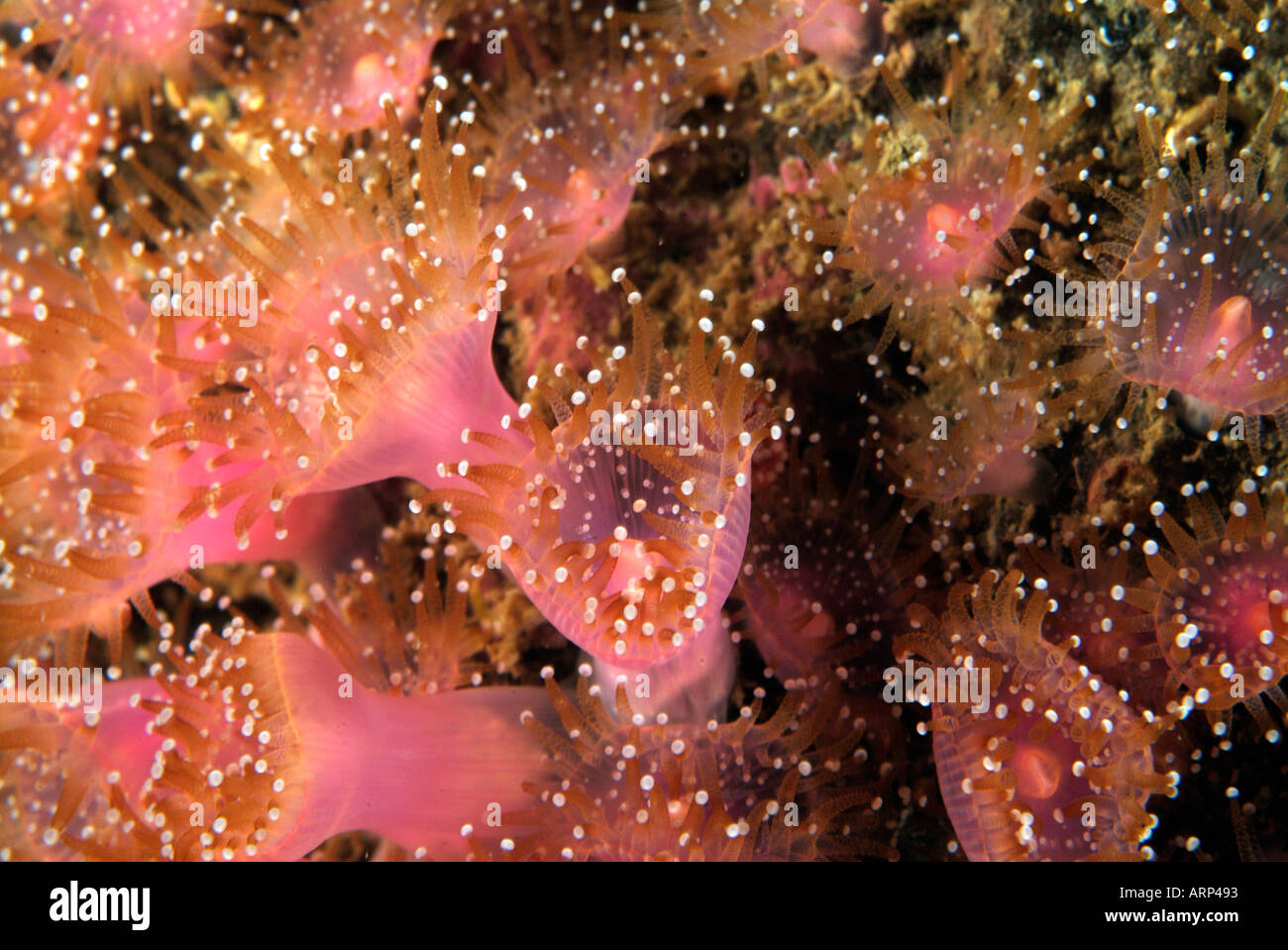 Jewel anemone in Brittany Stock Photo