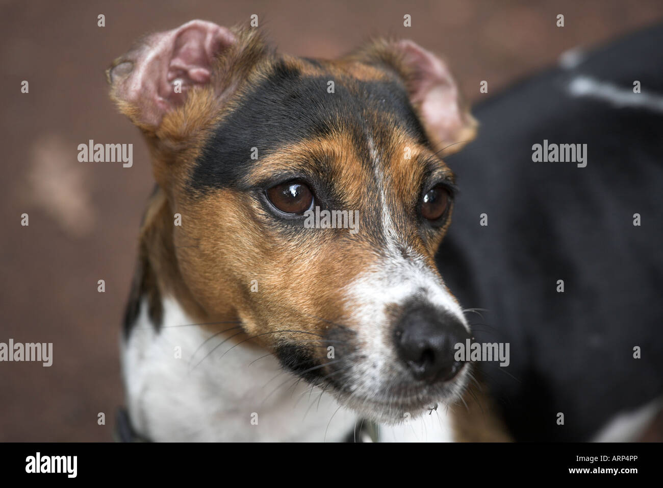 Jack Russell Terrier Dog Stock Photo