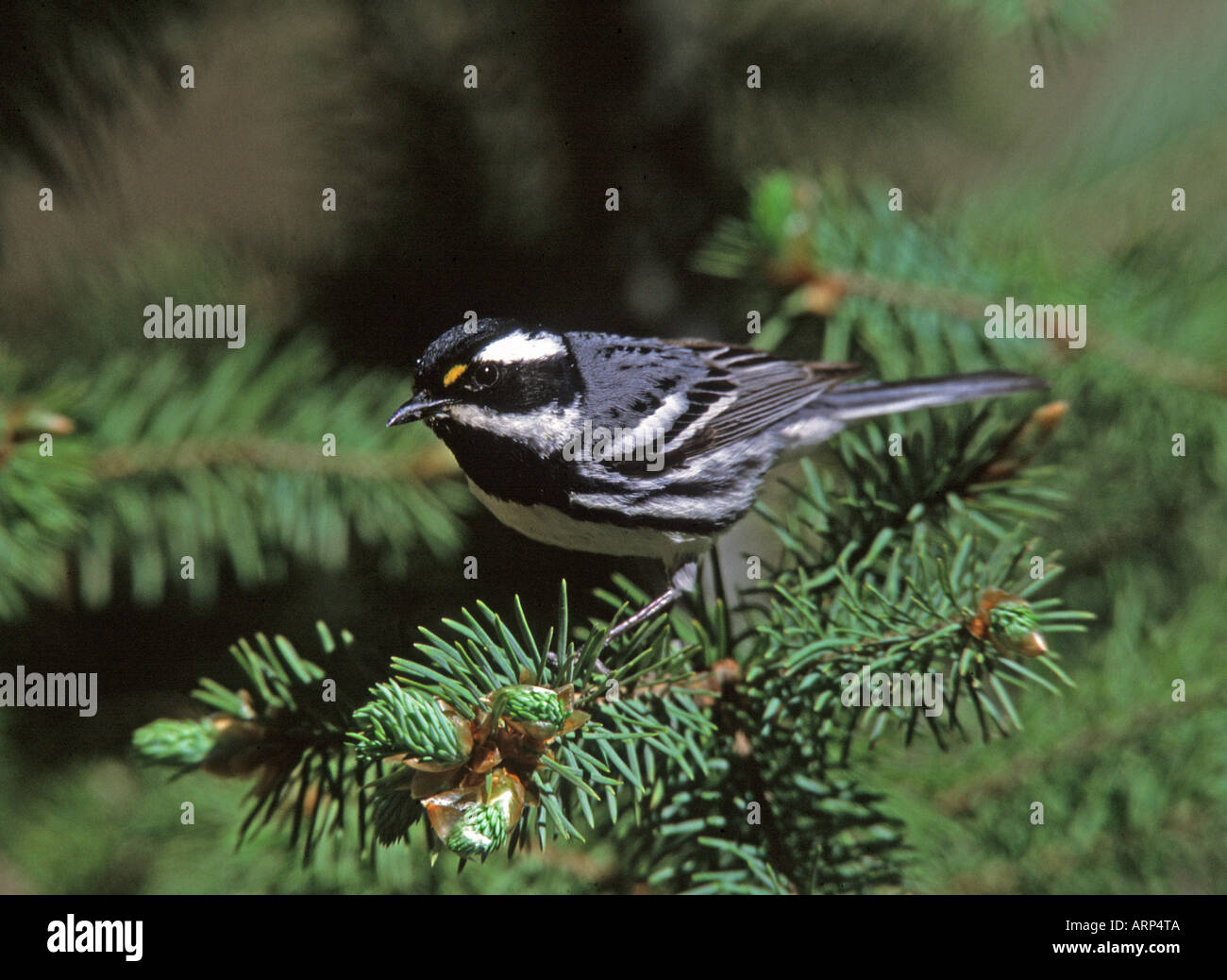 Black throated Gray Warbler Stock Photo