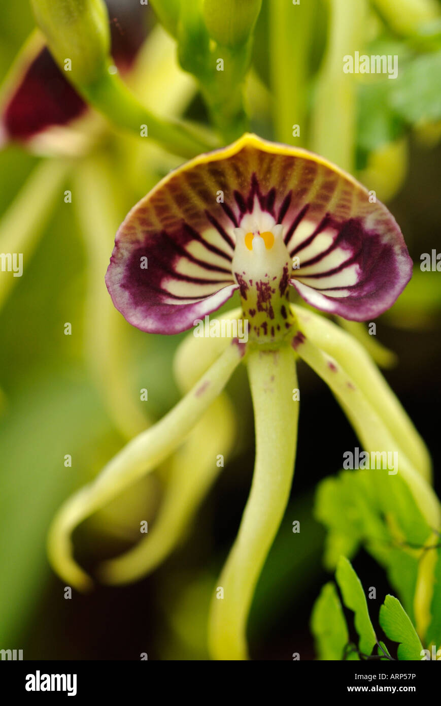 Orchid Encyclia cochleata Stock Photo