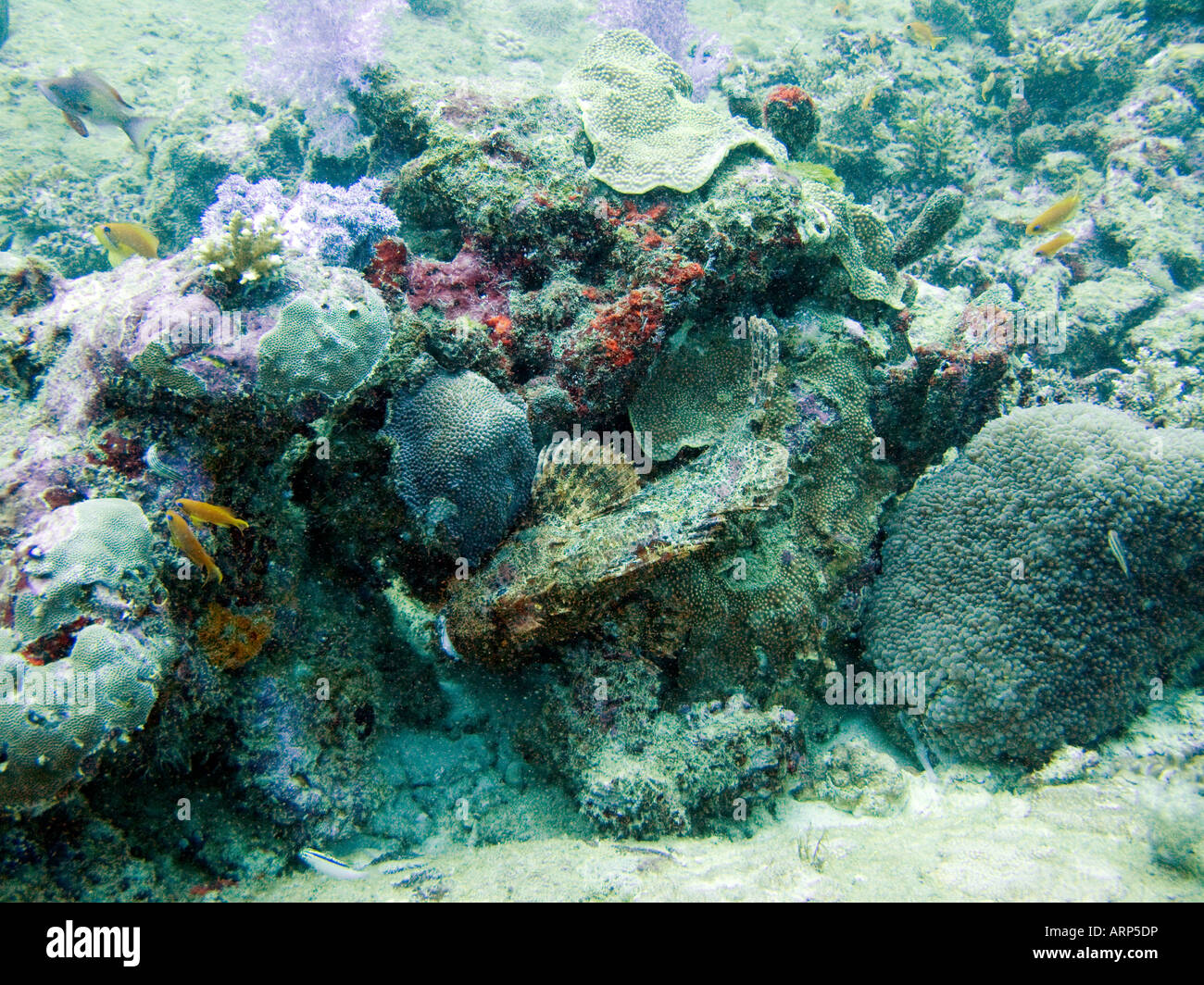Scorpion fish on coral reef January 2007, Similan islands, Andaman sea, Thailand Stock Photo