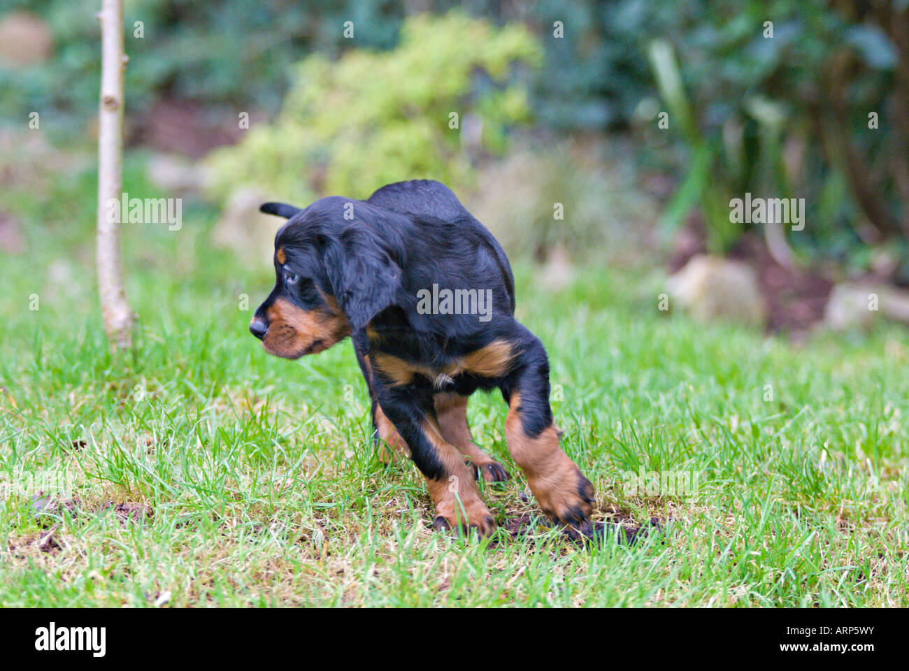 Gorden Setter puppy running on grass Stock Photo