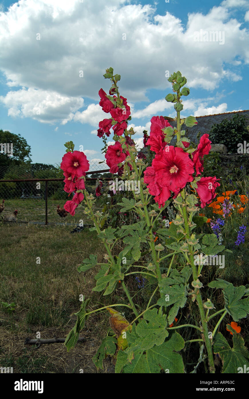 Garden with hollyhock in Brittany Stock Photo