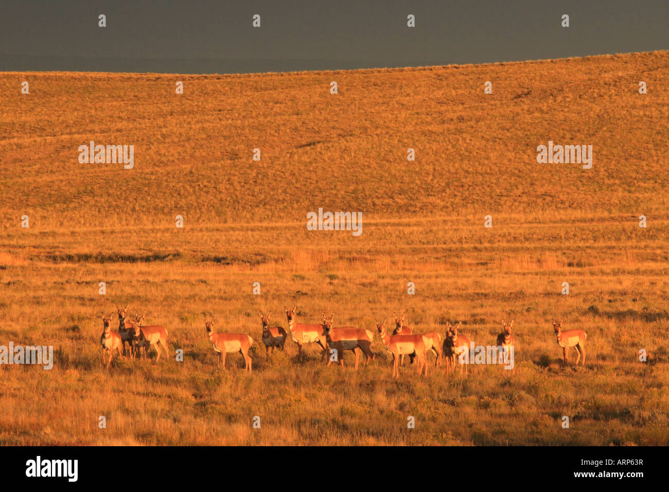 Prong Horn Antelope, Pinedale, Wyoming, USA Stock Photo