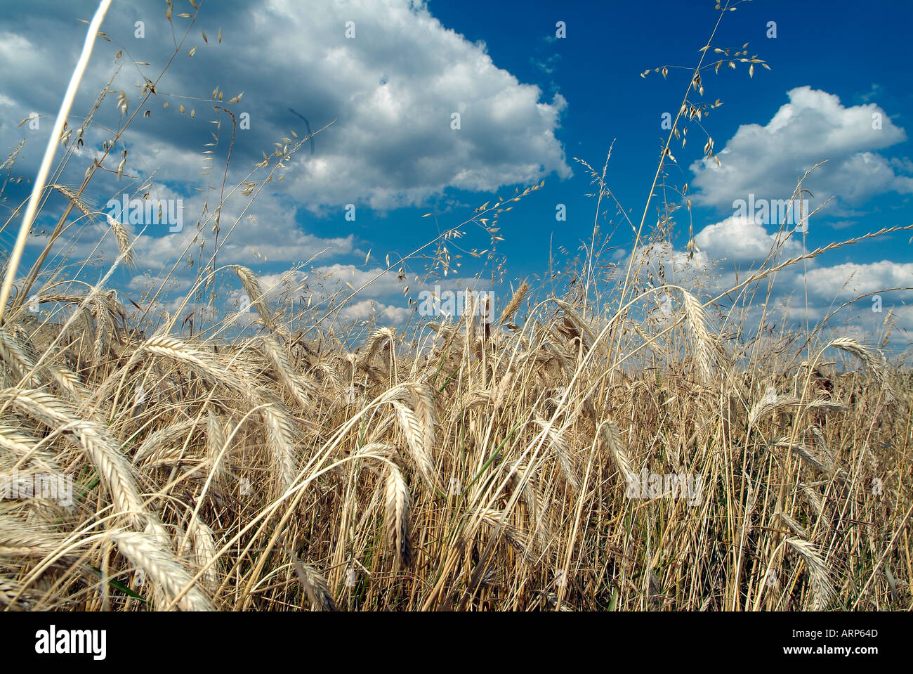 Field of barley fodder in Brittany France Stock Photo Alamy