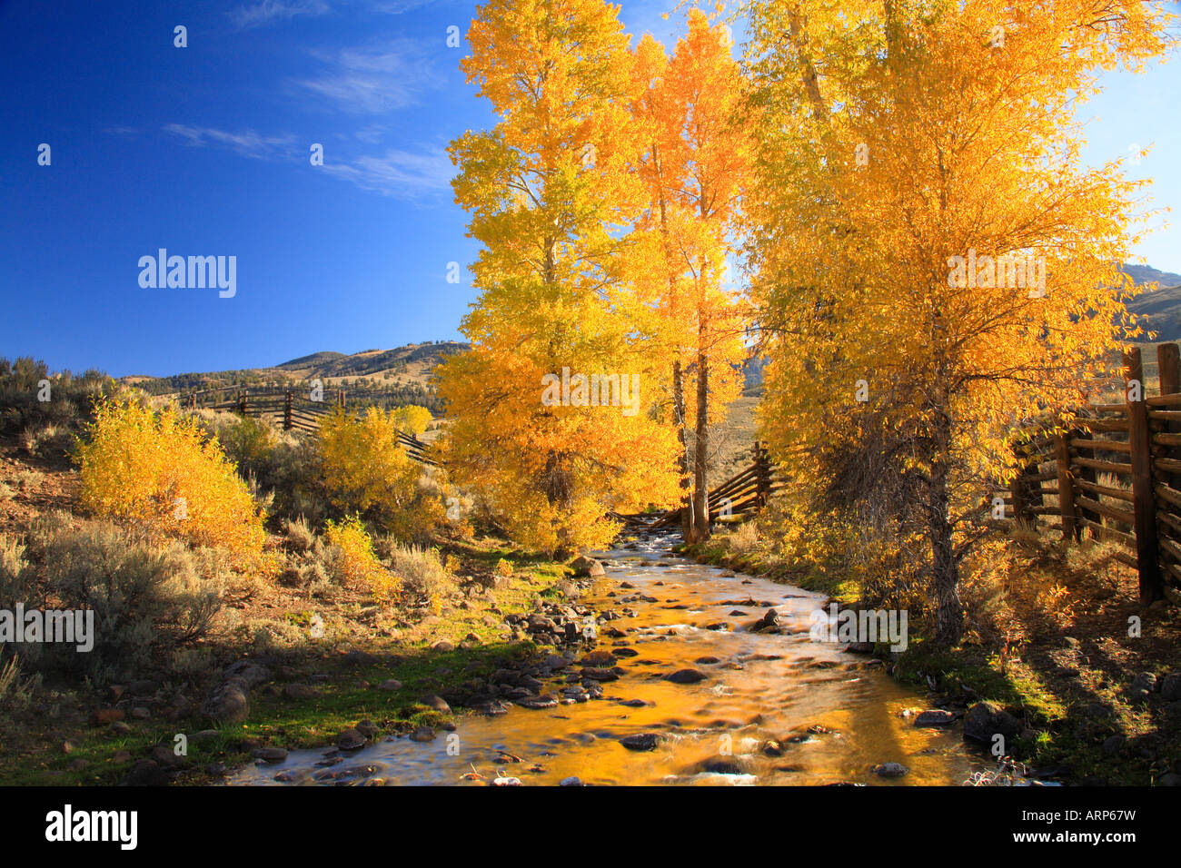 Cottonwood Trees, Lamar Valley, Yellowstone National Park, Wyoming, USA