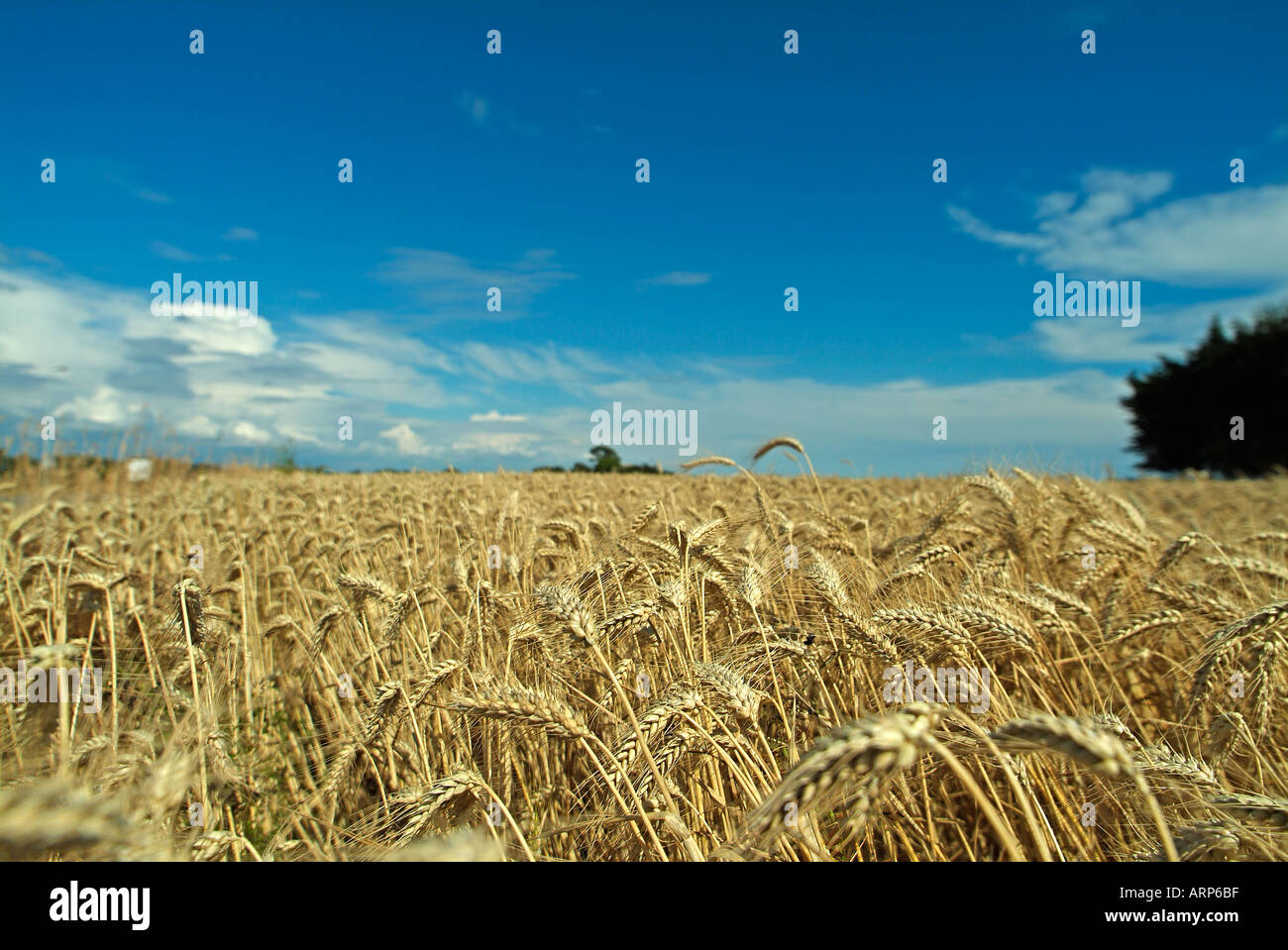 Field of barley fodder in Brittany France Stock Photo - Alamy