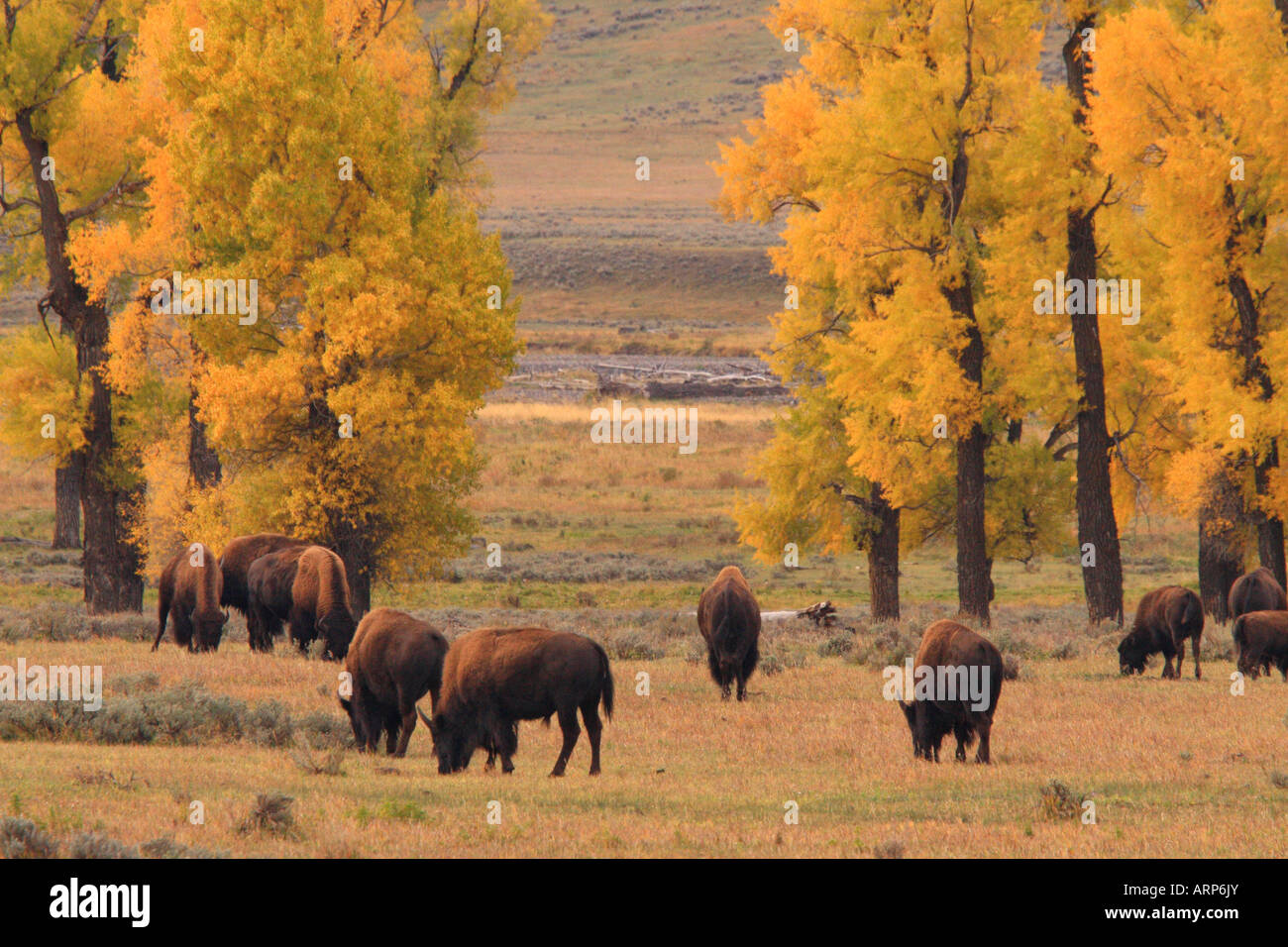 Buffalo and Cottonwood Trees, Lamar Valley, Yellowstone National Park